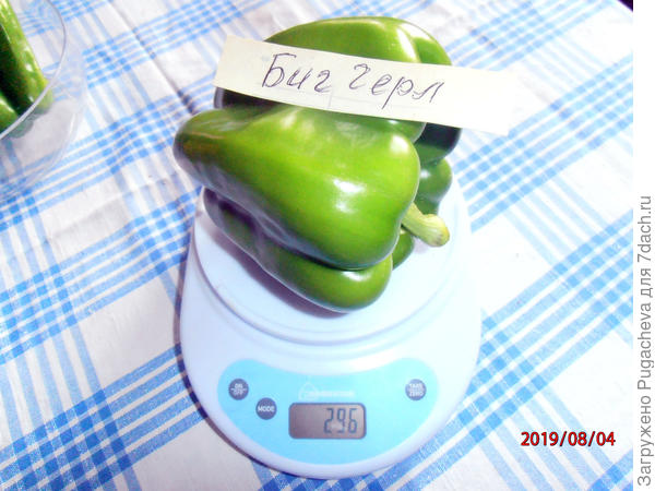 296 гр.