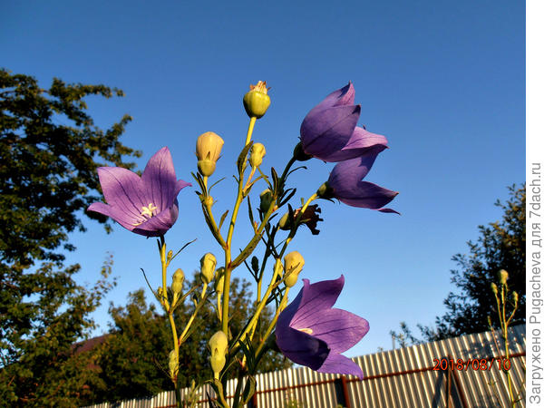 Платикодон устремившийся в небо....
