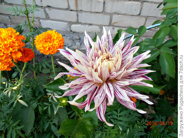 ...сама гордость...