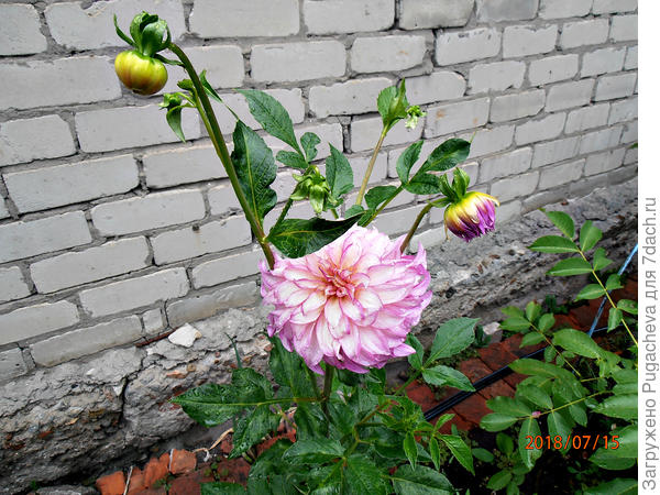 Осенние георгины