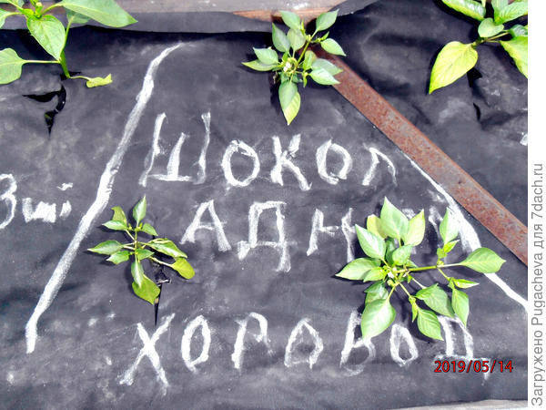 ...и цветочки.