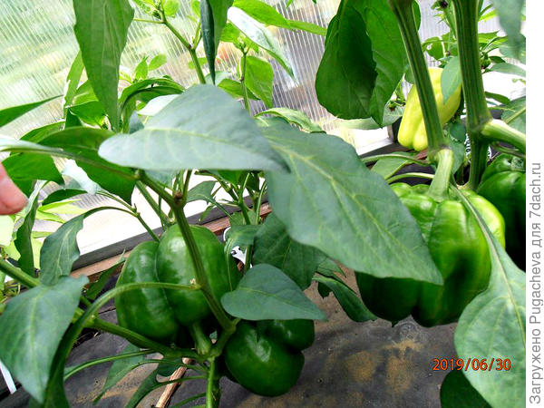 думаю и места и света достаточно.