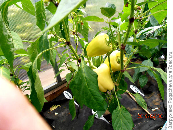 ...в теплице