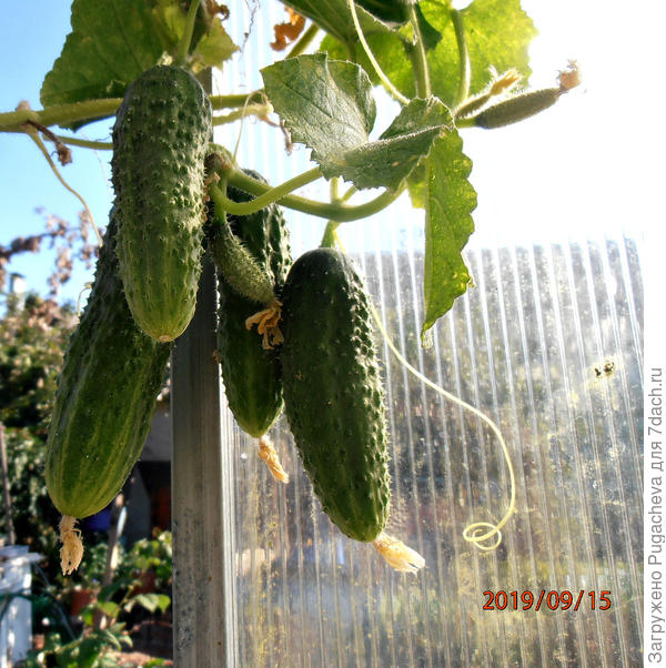 ...и это в середине сентября.