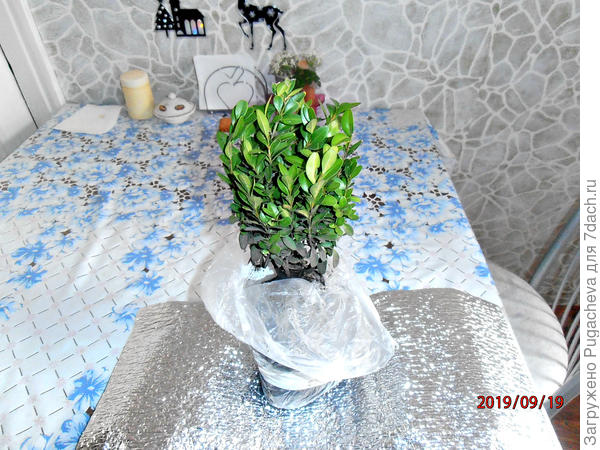 Вот он красавец