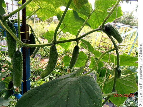 Весёлые гномики