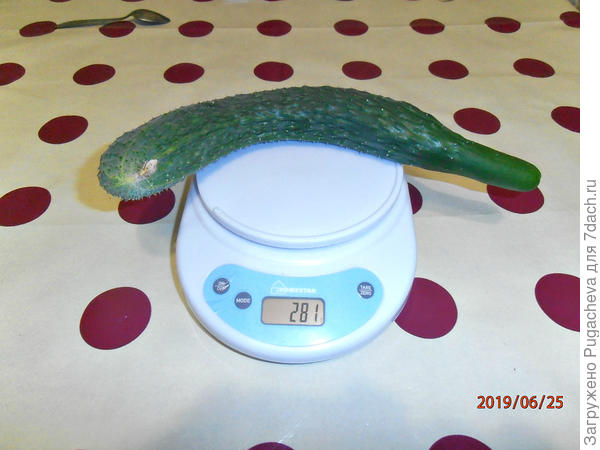 281 гр.