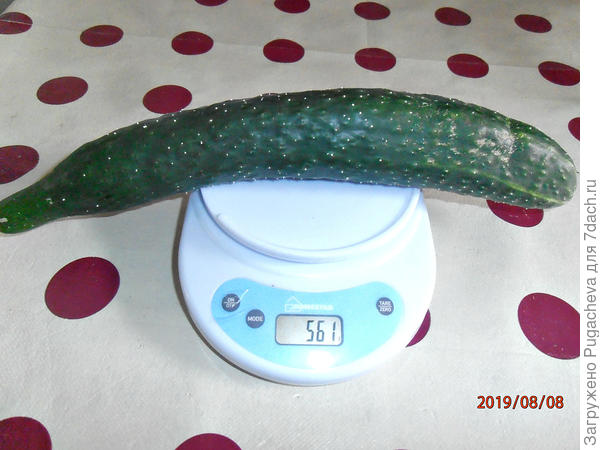 561 гр.