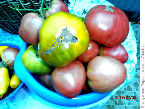 ...хорошо видны в общей массе