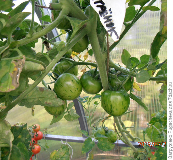 ...верх куста