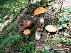 Дружная компания