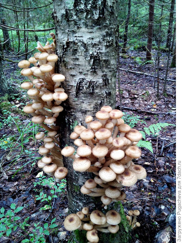 ....повезло с опятами