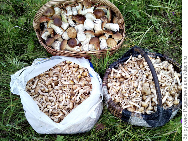 ...удачная охота.