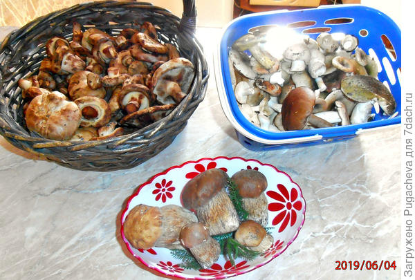 Первый урожай сезона