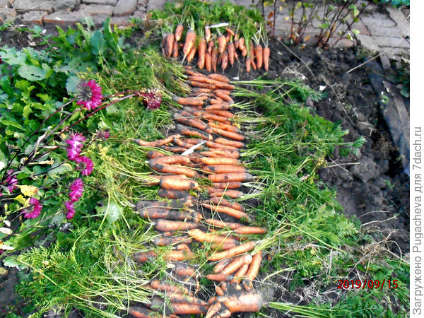 ...вот моя морковочка и размер латки...