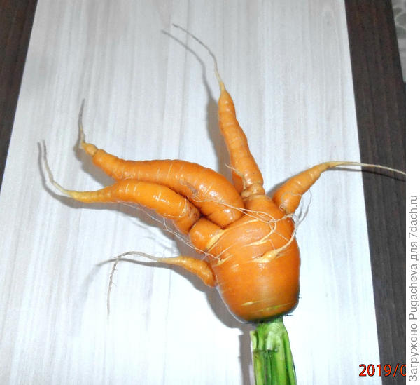 А это морковка-ладошка всем шлёт пламенный привет!!!!