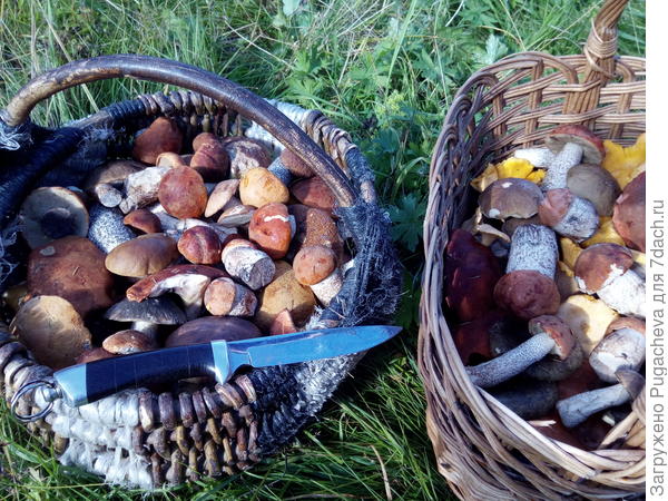 Полны лукошки.