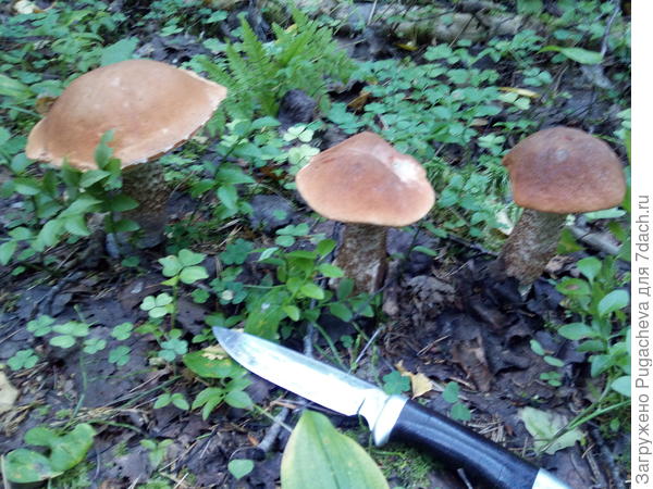 ...трое из ларца...