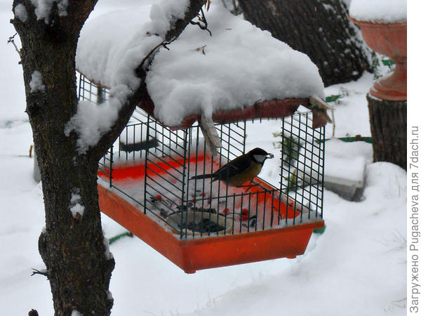 ...птички посетили...