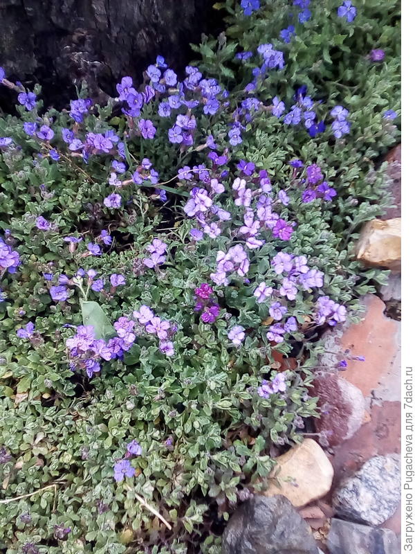 Жаль фотоаппарат не выдаёт всю яркость цветения.