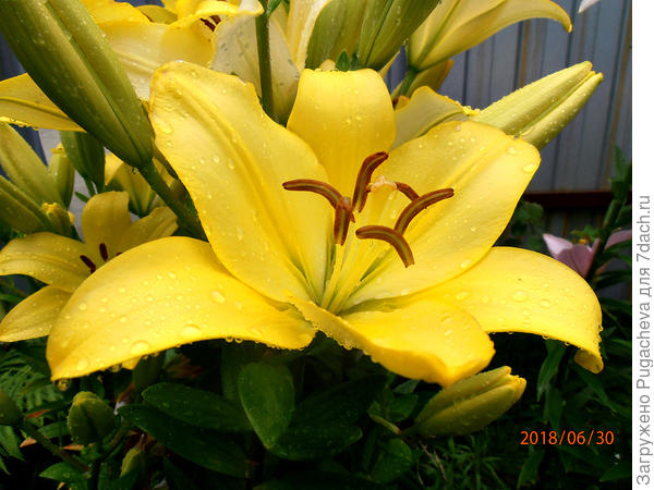 Жёлтые красавицы.