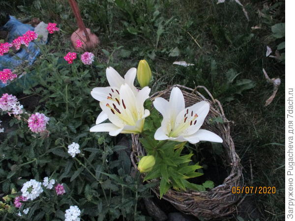 Это тоже первогодки.