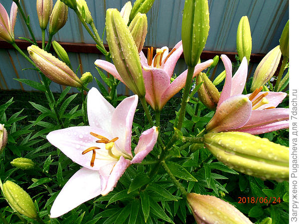 Название забыла.