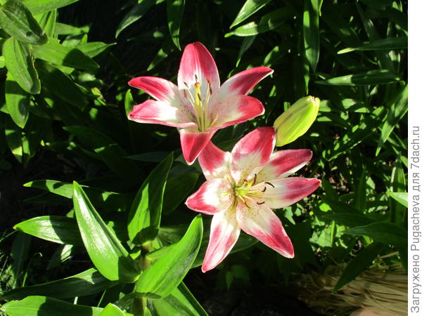 ...первый цвет.