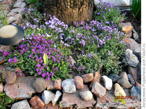 Весеннее цветение