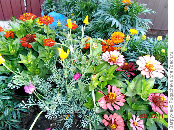 Красивы и выносливы.