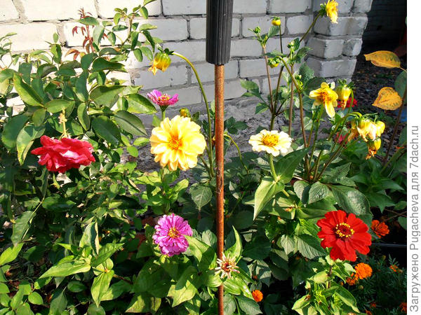 Сочетаются с любыми цветами.