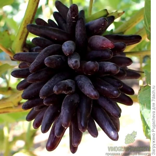 Даже такой посадили-Хеллоуин.