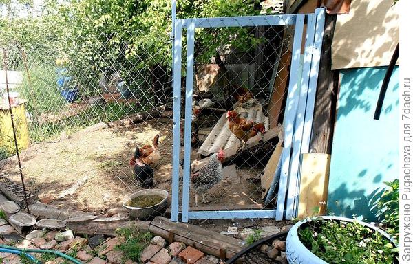 ...цыплят по осени считают.