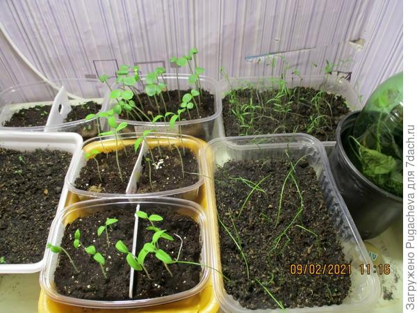 Впереди томаты,сбоку-лук,в углу-укроп....