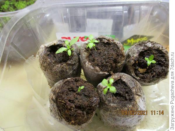 ...из той же партии,из больших коробок переселяю в меньшие-убывают.