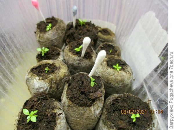 12 будет 2 м-ца.