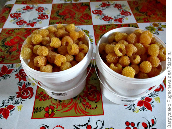 ...9 июля 2020г-вовсю собираем урожай.