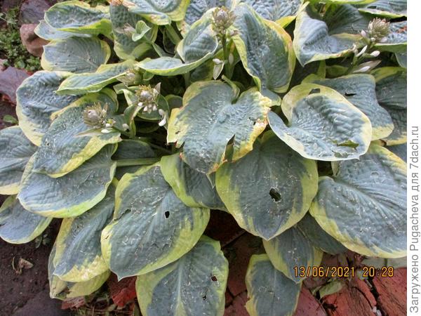 ...хоста вся в дырочку и от ударов вся сморщилась.