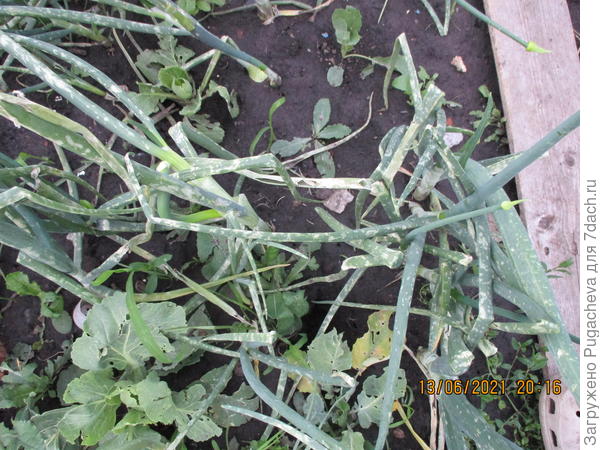 Лук от ударов побелел пятнами....