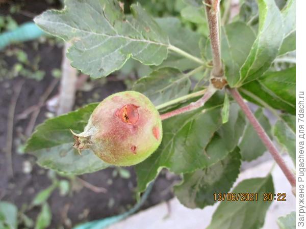 Яблочек итак немного и те не выживут.