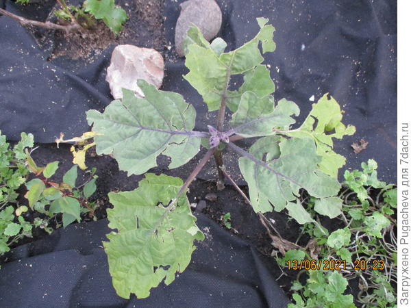 ...баклажаны.