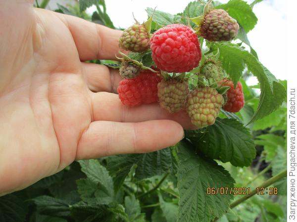 ...Патриция.