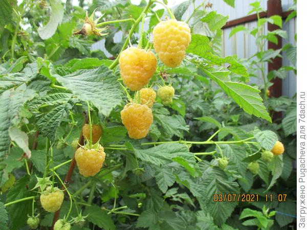 Жёлтый гигант-вкусныыый