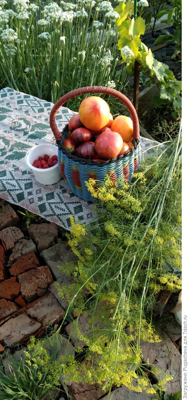 Дары уходящего лета.