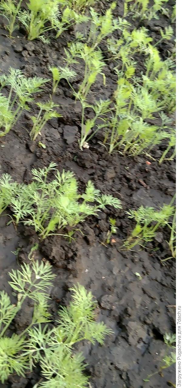 ...укропчик.