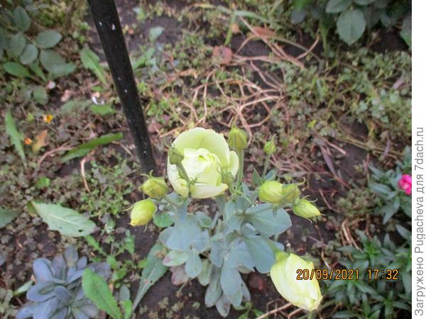 ...на фоне осени.