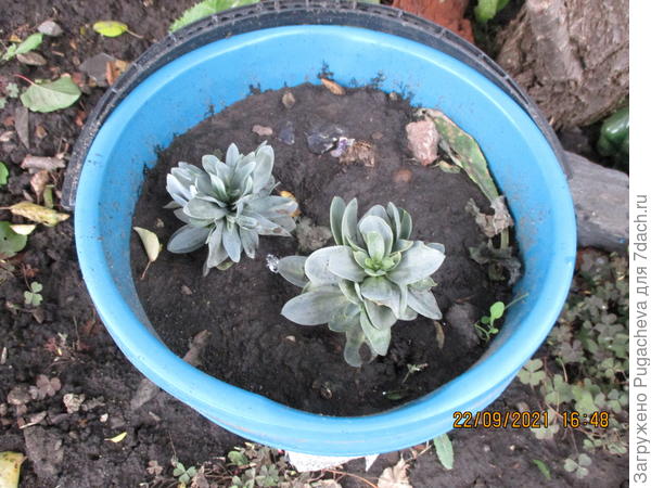 Вот какие ещё сидят в ведре....их занесу домой.