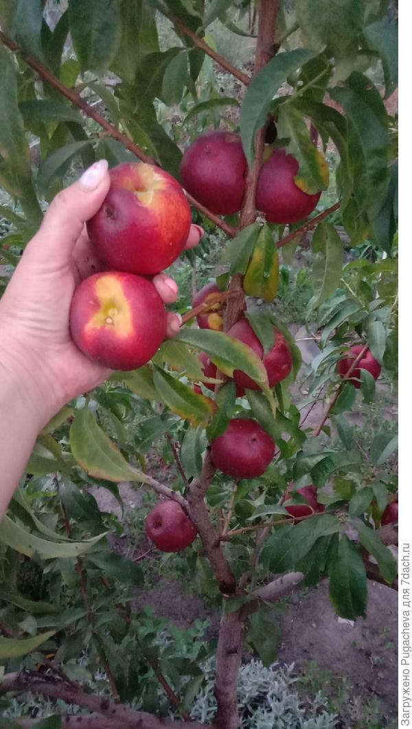 Нектарин Харблейз-первый урожай.