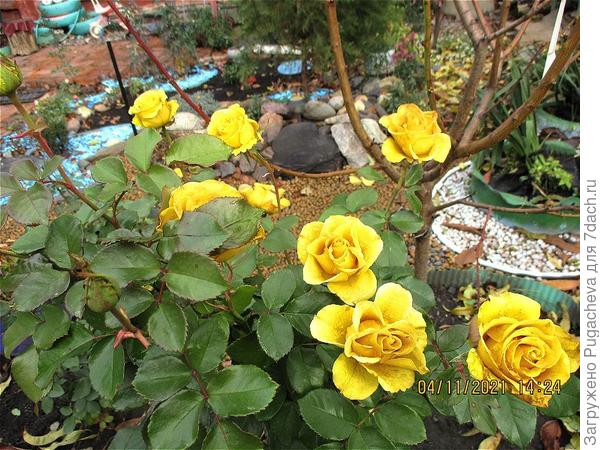 ...а нам холод нипочём.