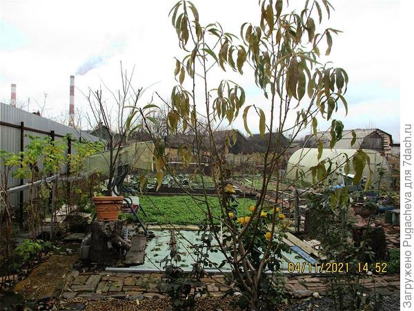 Осень ноябрь.